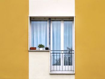 Potted plant on window of building