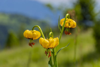 Close-up of yellow flowering plant on field