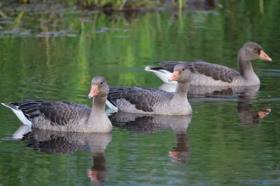 Ducks swimming in lake