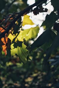 Close-up of yellow flowering plant leaves