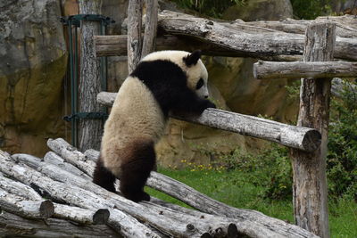 View of a cat on wood in zoo