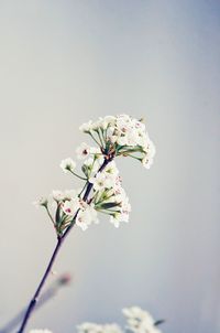 White blossoming flowers on a branch