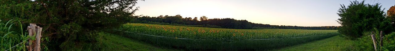 PANORAMIC VIEW OF VINEYARD