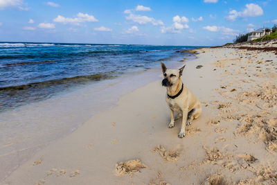 Dog on beach