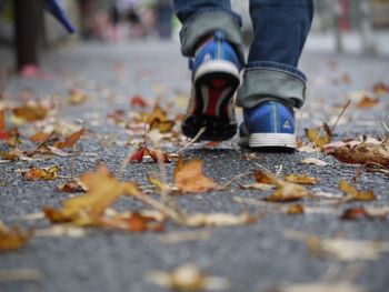 Close-up of leaves on ground