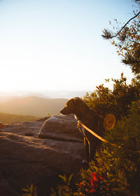 Dog beside plant on rock against sky