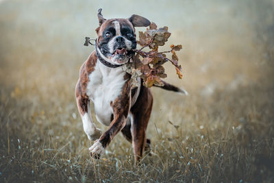 Dog running on field