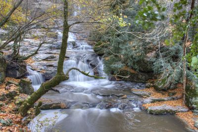 View of waterfall in forest