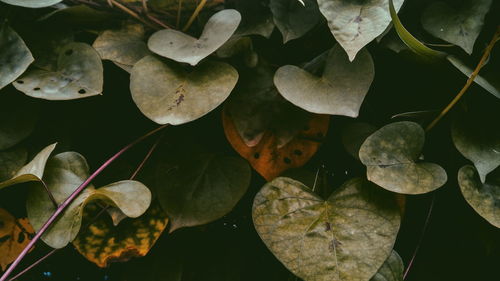 High angle view of leaves floating on water