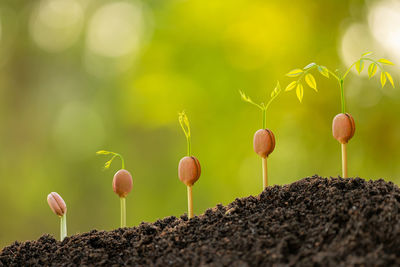 Close-up of buds growing on field