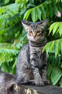 Portrait of a cat