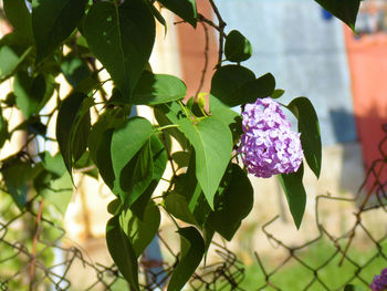 Close-up of purple flowering plant