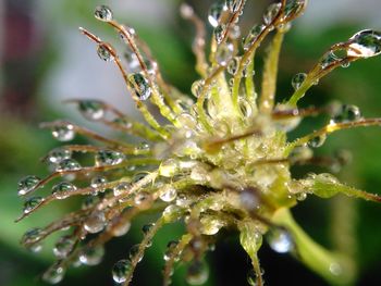 Close-up of water drops on plant