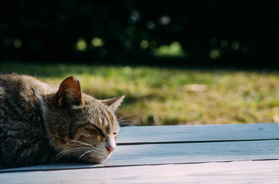 View of a cat resting