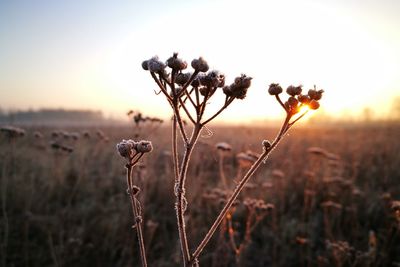 Close-up of plants on field against sky