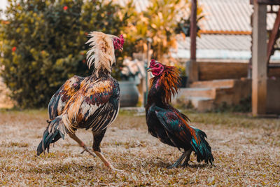 Chicken fighting with chicken.