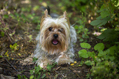 Portrait of dog