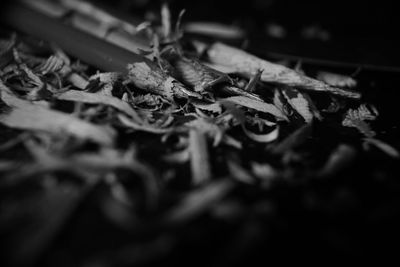 Close-up of leaves