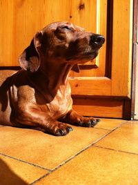 Dog resting on couch