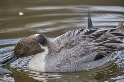 Duck swimming in lake