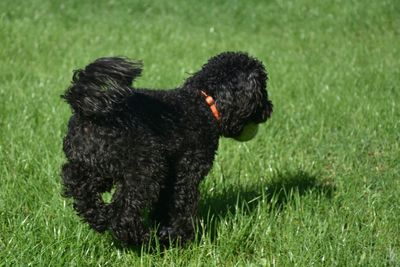 dog
