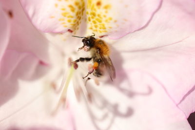 Close-up of bee pollinating on pink flower