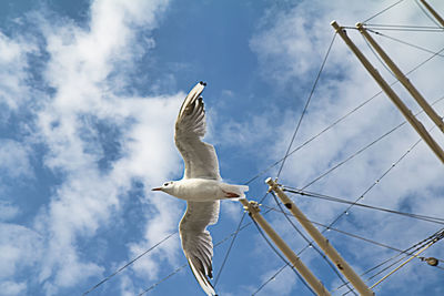 Low angle view of seagulls flying against sky