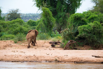 Elephant in a forest