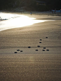 Scenic view of turtles on beach against sky