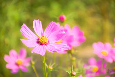 Close-up of pink cosmos flowers