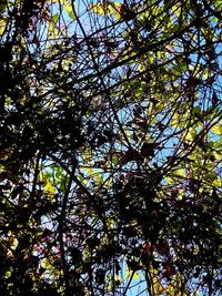 Low angle view of tree in forest