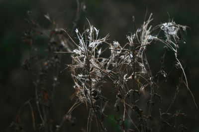 Close-up of plant