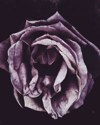 Close-up of rose over black background