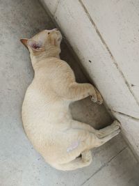 High angle view of cat lying on floor