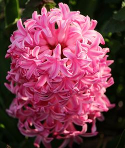 Close-up of pink dahlia blooming outdoors