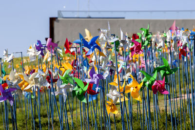 Pinwheels on field at imjingak