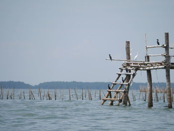 Cranes perching on incomplete pier against sky