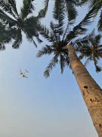 Low angle view of palm tree against sky