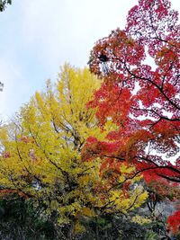 Low angle view of autumnal tree against sky