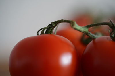 Close-up of tomatoes against white background