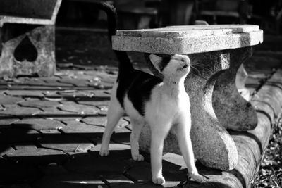 Close-up of cat sitting on bench