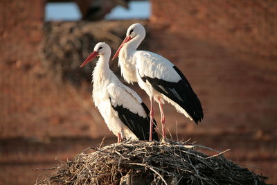 Close-up of bird