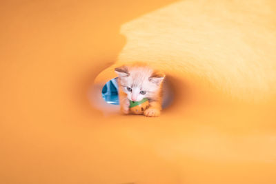 Cute white kitten on a yellow background goes and looks at the camera