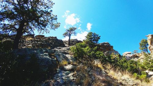 Low angle view of trees against blue sky