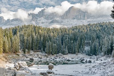 Scenic view of snow covered trees