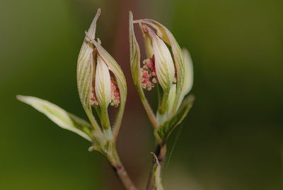 Close-up of flower against blurred background