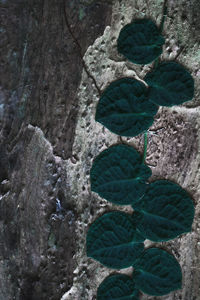 Directly above shot of leaves on tree trunk