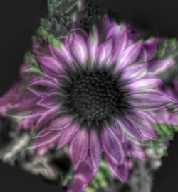 Close-up of purple coneflower blooming outdoors