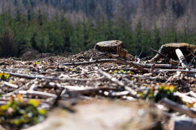 Close-up of fallen tree on field in forest