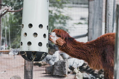 Close-up of horse in cage